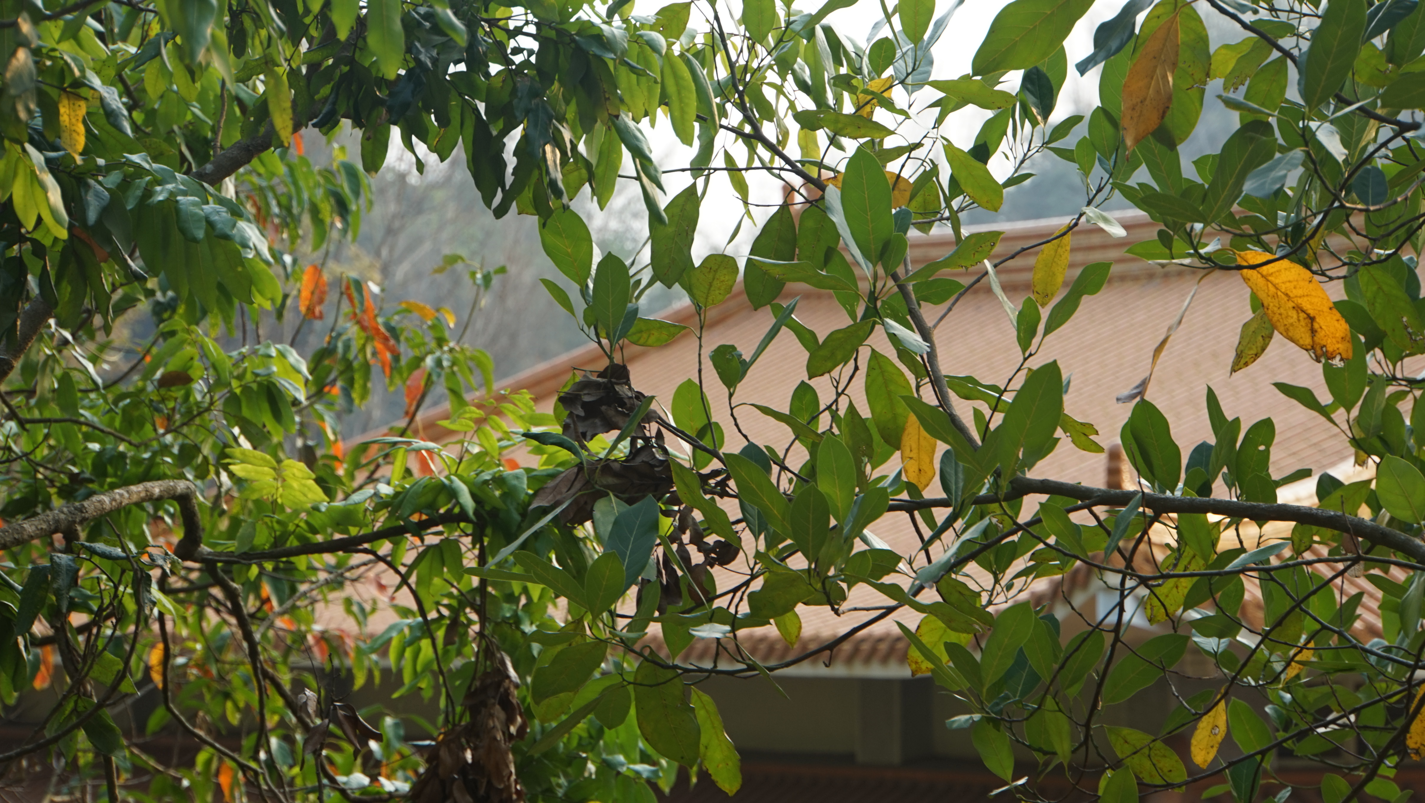 台中現場法義分享48